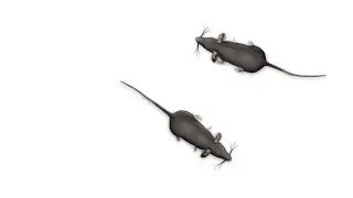 CAT GAMES / RAT / RATO / JOGOS PARA GATOS