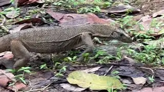 Monitor Lizard Closeup 🦎 Feeding Time