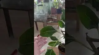 Фикус Кришна