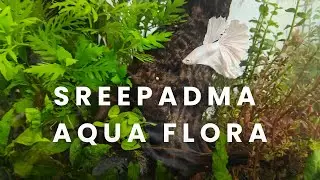 Sreepadma Aqua Flora Honest Review | Best Place to Buy Aquarium Plants?