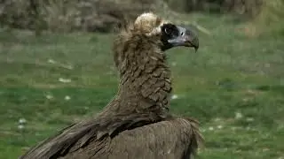 Buenas noches 240126 🦅💚🎶🙏 Buitres y otras aves carro&ntilde;eras Vultures and other carrion birds  