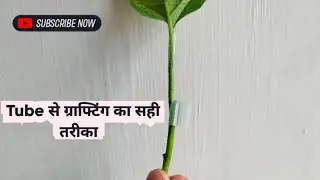 Right Technique of Vegetable Grafting Using Japanese Tube (Grafting Clip)