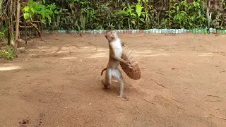 Best smart monkey Yoko carry basket following mom harvest bean /Koko&Yoko official