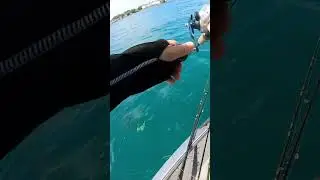 TIGER STRIKE #fishingvideo #fishing #fish #river #tiger #bass #lake #bassfishing #musky #angler