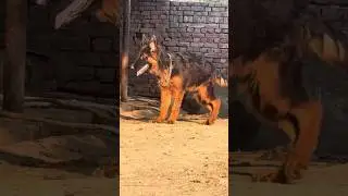 Long coat german shepherd 2.5 months #dog#gsd#trending #viral #subscribe #long#coat