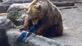 BEAR SAVES CROW FROM DROWNING