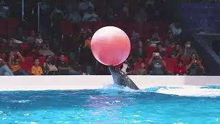 dubai dolphin show