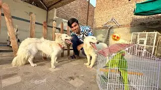 Oreo Ki Dost Agai 😍