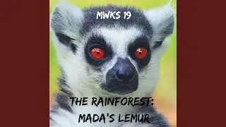 The Rainforest : Mada's Lemur