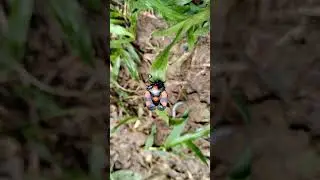 🐞 What's happening with these bugs?