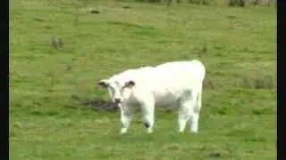 The Little White Bull