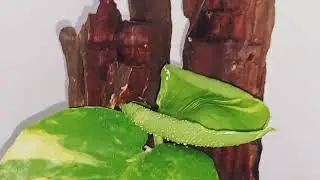 Creative Way to Decorate Money Plants | Unique DIY Money Plant Display Idea