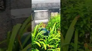 LUSH green plants #plants #nature #shorts