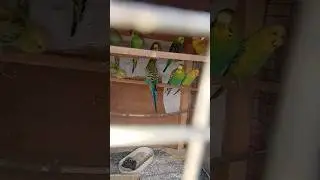 #Bird#Birds#❤️BirdLovers#BirdPhotography#BirdWatching#BirdLife#BirdWorld🥰😍