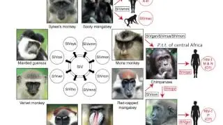 Virology 2013 Lecture #18 - HIV pathogenesis