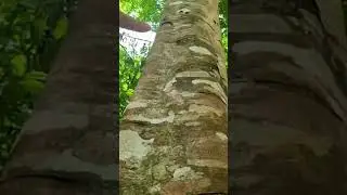We Found Wild Sun Bear Claw Marks in the Sumatran Jungle - INDONESIA