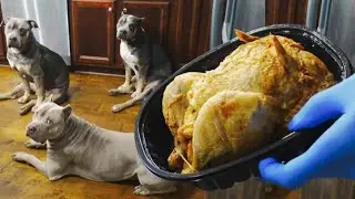 Кормлю своих собак породы американский булли курицей-гриль на завтрак | Daily Dog Vlog