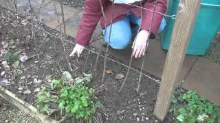Titli's Busy Garden 2013 Week 6 - Blackcurrants, Blueberries and Raspberries