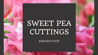 Sweet pea cuttings, turn your leggy sweet peas into new plants