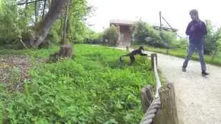 La vall&eacute;e des singes