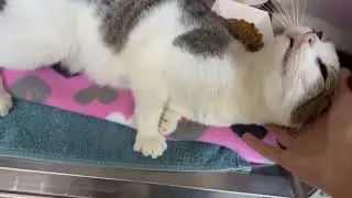 Adopt Peeps | Voorhees Animal Orphanage | Dogs & Cats for Adoption | #vaonj