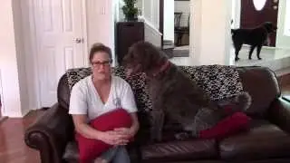 In Home Pet Sitting Benefits | MetroPet Services
