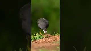 ruak ruak