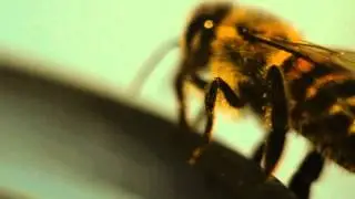 Bee 2 - Free HD stock footage