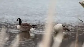 Geese couple in 4K!