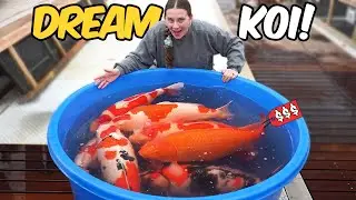 Dream Koi Shopping at Sakai Fish Farm (Worth It?)