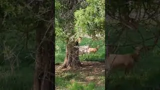 Entertaining Goats from a Tree Branch &ndash; Goat Shenanigans Up High! 🐐🌳