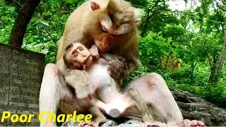Poor Baby Monkey Charlee Crying Hungry Milk But Camlee Reject Milk Baby | SR Technique