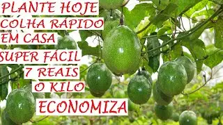 Maracujás colha rapidinho em casa até em vasos super fácil, plante assim!
