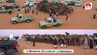 مسيرة الشامخات  بيرق الموحد   صفر  للمالك محمد عبدالله العامري السبيعي