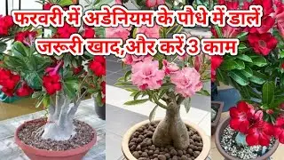 फरवरी में आयेंगे इतने फूल कि पड़ोसी भी मांगेंगे February Care Of Adenium.Desert Rose Care #Adenium
