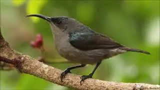 Grey Sunbird singing its shorter song