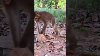 Dollar best care baby cats...😝#adoreble #monkey #babyanimals #cute #babymonkey #animals #babyanimal