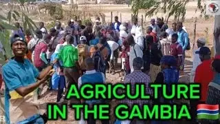 Agriculture Is The Solution For Africa I Left Malaysia For Smart Farming In The Gambia 🇬🇲 