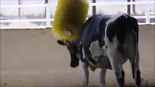 Brosse &agrave; gratter pour vache par THE MICRODAIRY