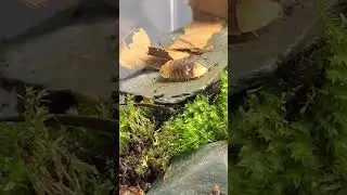 cubaris sp. 'Rubber Ducky' the isopod duck #isopod #rubberducky #bioactive #moss #exoticpet #reptile