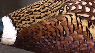 Amazing Texture Of Animals | ANIMALS Video For Kids,Animals for Kids to Learn,Amazing!! Animal