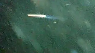 Night Zooplankton CRSP