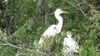 Egret nest followup -  May 2, 2016