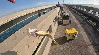 Pesca se yellow yack en los cayos 