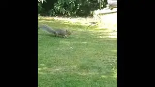Squirrel   V  🐸 FROG