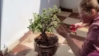 Outdoor Area Cleaning & Makeover