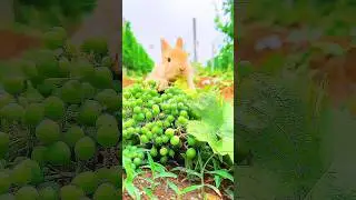 Crunch.💥Bliss.#cute#visualtherapy#pet#animals#cinematic#oc#viral#alyshafu#fyp#rabbit#bunny#lovely