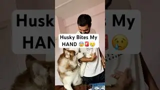 Husky BITES me for this 😰😂🚨 #funny #funnyhusky #ytshorts