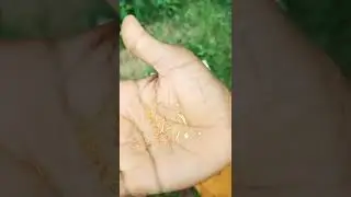 Jasmine pest,Jasmine larva blue flowers Tamil #jasmine #pest #larva