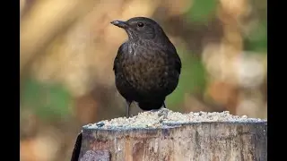 Vogelen met Paul Saager 04, roodborst, heggemus, merel, huismus, groenling